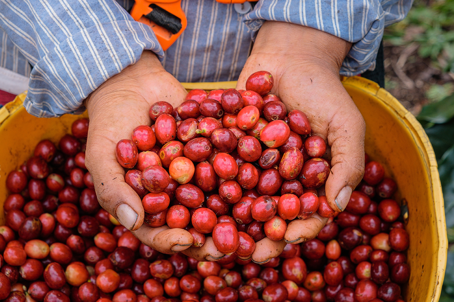 Coffee Farming & Harvesting